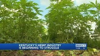 WATCH | Kentucky&rsquo;s hemp industry is beginning to struggle