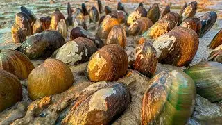 Great catching - Amazing many clams mud dig by skill hand fishermen 