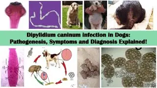 Pathogenesis, clinical signs and diagnosis of Dipylidium caninum (Dog tapeworm)