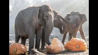 Pachyderms pulverize pumpkins: Oregon Zoo elephants squish 800-lb squash for Halloween