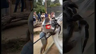 Giant Spider Attacks Woman in Shocking AI-Generated Scene! #shorts