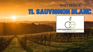 WSET Nivel 2: Todo sobre la Uva Sauvignon Blanc