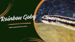 Freshwater Rainbow Goby
