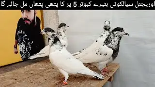 03014732254 || Original Sialkoti Batera 5 Par Ka Pathi Patha || Sona Pigeon Club