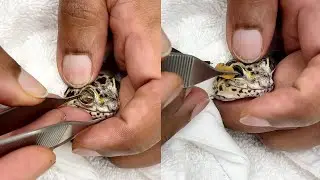 Gecko Getting his Eyecap PEELED OFF || WooGlobe