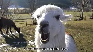 A lama  shows us how to properly chew chewing gum in class