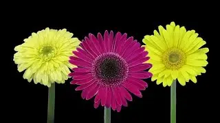 Time-lapse of Blooming Daisies Stock Video