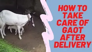 How To Take Care Of Goat After Delivery | Delivery K Baad Bakri Ko Kia Den?