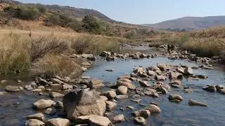 The upper Komati River with Largescale and Smallscale Yellowfish (Labeobarbus species)