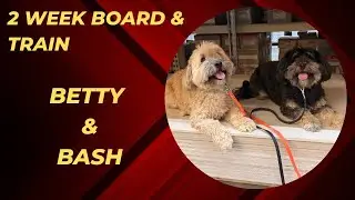 BETTY & BASH | HAVANESE 2 WEEK BOARD & TRAIN | GREENVILLE SC