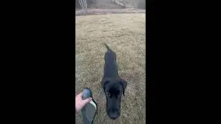 Comment your training tips! #duckdog #hunting #puppy #labrador #shorts