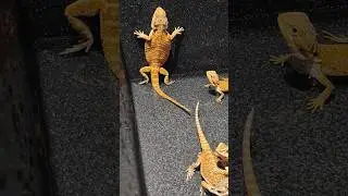 Побег🌿 #pets #agama #питомцы #агама #бородатаяагама