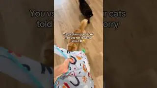 Link in the description! #cattoys #cat #cattoy #cutecats #cats #interactivetoys #funnycat #catvideos