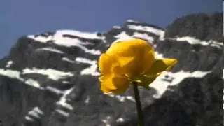 Trollblume Trollius europaeus Bl&uuml;te Berg Schnee Hoher G&ouml;ll Berchtesgadener Land 2006 HDV