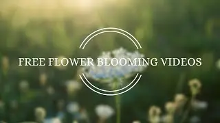 Flower Blooming Time Lapse Videos | Free HD Videos - No Copyright Footage