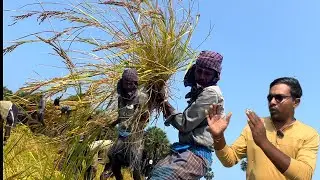 யாழில் பாரம்பரிய அரிவுவெட்டுதல் | நெல் அறுவடை | Valvai Sulax