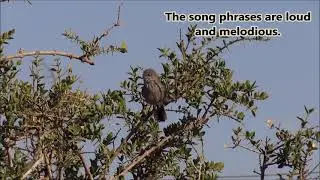 Chestnut-vented Warbler (Tit-babbler) singing whilst foraging for insects