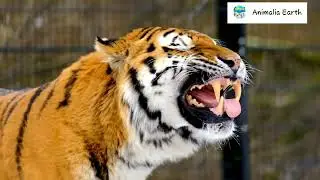 International Tiger Day, 2022 (@Animalia Earth)
