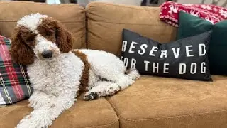 Honest review of Reserved for The Dog Soft Throw Pillow Cover, Funny Pet Dogs Paw Saying