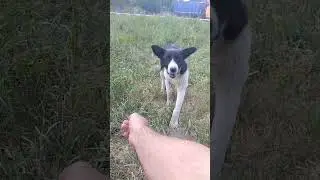 Лизка и колбаска#metall#leto#babachi#shorts#