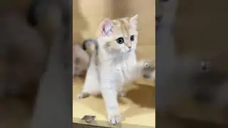 Cute longhair cat #cat #adorably #shortcat #adoreble #matercat #ジブリ #suncats #pets #britishlonghair