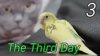 The Third Day ★ 3日目