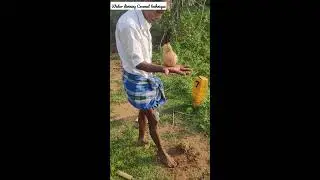 Water divining Coconut Technique - Freaking scary