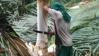 Tirando palmito da palmeira de babaçu 🌴