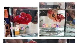 Đợt c&aacute; #betta gi&aacute; rẻ #redfancy #redgalaxy