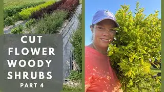 Woody Shrubs for Cut Flowers: Final Thoughts and Q&A
