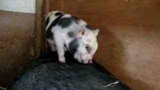 MICRO PIGLET GROOMING SURROGATE MUM