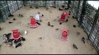 Local Hen 100 fram