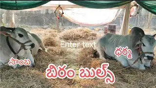 నరసరావుపేట సీనియర్స్ విభాగానికి వచ్చిన బిరం బుల్స్ రావటం జరిగింది