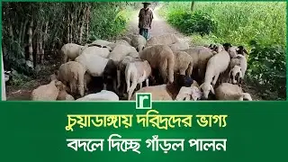 চুয়াডাঙ্গায় দরিদ্রদের ভাগ্য বদলে দিচ্ছে গাঁড়ল পালন | Ram farming | Chuadanga | Risingbd