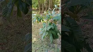 Loquat Leaves: Healing, Clarity, and Covenant Activation 