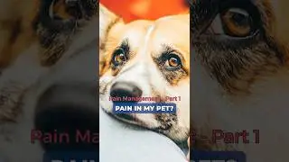 Preventing pain in our pets - Take a multimodal approach 💕