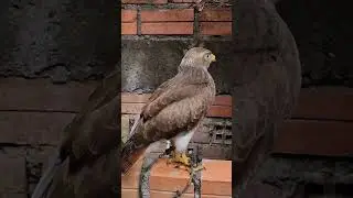 My Rufous Wing Buzzard