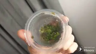 My last purchase - in-vitro plants