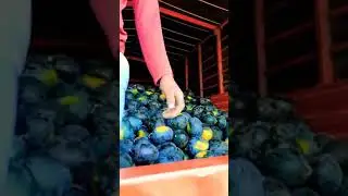 Crop damaged😭😭#shorts#loss#farmers#farming#cropdamaged#viral