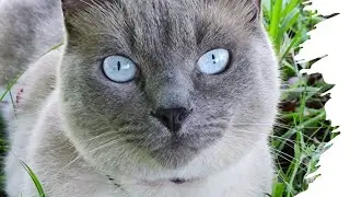 Il Mio Gatto Felice: Una Canzone per Tutti gli Amanti dei Felini