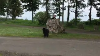Dog Training Using Recallers Games Is an Amazing Journey - Stormy's Story