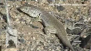 Liolaemus bisignatus - Lagartija de dos manchas (SilvestresChile)