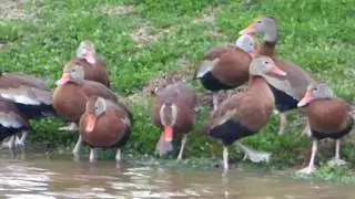 Black bellied whistling ducks (Dendrocygna autumnalis)