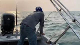 PALOH ZEE ZONE DAIWA 800j