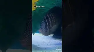 Sailfin tang #seascapes #fishaquarium #ytshorts #reelsshorts