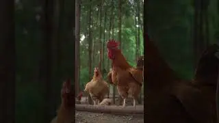 Стабильные цены на местные продукты питания в наше время? Как это возможно?!