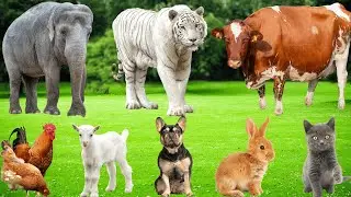 Farm Animal Sounds: Cat, Dog, Chicken, Cow, Duck, Goat, Giraffe, Pig, Rabbit - Animal Video