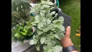 Fittonia 'Nervous' Plants: What's Causing Them To Die?