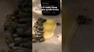 Which Honey Do Bees Prefer!?