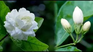 Jasmine grafting \ agriKH